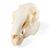 Crâne de lapin (Oryctolagus cuniculus var. domestica), modèle prêparê, 1020987 [T300191], Animaux (Small)