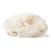 Crâne de chat (Felis catus), modèle prêparê, 1020972 [T300201], Stomatologie (Small)