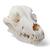 Crâne de chien (Canis lupus familiaris), taille L, modèle prêparê, 1020995 [T30021L], Stomatologie (Small)