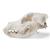 Crâne de chien  (Canis lupus familiaris), taille M, modèle prêparê, 1020994 [T30021M], Carnassiers (Carnivora) (Small)