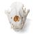 Crâne de chien  (Canis lupus familiaris), taille M, modèle prêparê, 1020994 [T30021M], Stomatologie (Small)