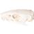 Crâne de rat (Rattus rattus), modèle prêparê, 1021038 [T300271], Rongeurs (Rodentia) (Small)