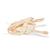 Tête de silure glane (Silurus glanis), modèle prêparê, 1020965 [T30030], Poissons (Small)