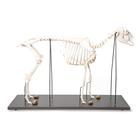 Squelette de mouton (Ovis aries), femelle, modèle prêparê, 1021024 [T300361f], Artiodactyles (Artiodactyla)