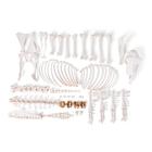 Squelette de mouton (Ovis aries), femelle, non articulê, 1021026 [T300361fU], Bétail
