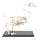 Squelette d'oie (Anser anser domesticus), modèle prêparê, 1021033 [T300451], Ornithologie (étude des oiseaux)