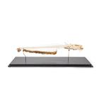 Squelette de silure glane (Silurus glanis), modèle prêparê, 1020964 [T300461], Ichtyologie (poissonnier)