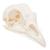 Crâne de poulet (Gallus gallus domesticus), modèle prêparê, 1020968 [T30070], Ornithologie (étude des oiseaux) (Small)