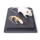 Souris et squelette de souris (Mus musculus), sous couvercle de protection transparent, prêparations naturelles, 1021039 [T310011], Petits animaux