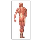 La musculature humaines, vue dorsale, 1001153 [V2005M], Planches anatomiques