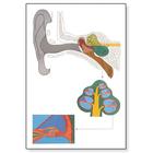 L'oreille, 4006520 [V2010U], Planches anatomiques