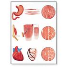 Le tissu musculaire, 1001212 [V2052M], Planches anatomiques