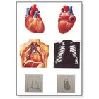 Le coeur I, anatomie, 4006552 [V2053U], Planches anatomiques