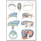 Embryologie II, 1001224 [V2067M], Planches anatomiques