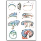 Embryologie II, 4006561 [V2067U], Planches anatomiques