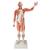 Figure musculaire masculine, grandeur nature, en 37 parties - 3B Smart Anatomy, 1001235 [VA01], Modèles de musculatures (Small)