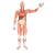 Figure musculaire masculine, grandeur nature, en 37 parties - 3B Smart Anatomy, 1001235 [VA01], Modèles de musculatures (Small)