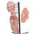 Torse en tranches, 15 tranches - 3B Smart Anatomy, 1001237 [VA20], Modèles de troncs humains (Small)