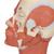 Musculature de la tête - 3B Smart Anatomy, 1001239 [VB127], Modèles de têtes (Small)