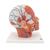 Musculature de la tête avec vaisseaux sanguins - 3B Smart Anatomy, 1001240 [VB128], Modèles de têtes (Small)