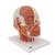 Musculature de la tête avec nerfs - 3B Smart Anatomy, 1008543 [VB129], Modèles de têtes (Small)
