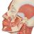 Musculature de la tête avec nerfs - 3B Smart Anatomy, 1008543 [VB129], Modèles de têtes (Small)
