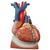 Cœur sur diaphragme, agrandi 3 fois, en 10 parties - 3B Smart Anatomy, 1008547 [VD251], Modèles cœur et circulation (Small)