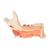Hémi-mandibule, avec 8 dents cariées, en 19 parties - 3B Smart Anatomy, 1001250 [VE290], Modèles dentaires (Small)