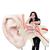 La plus grande oreille du monde, agrandie 15 fois, en 3 parties - 3B Smart Anatomy, 1001266 [VJ510], Modèles ORL (Small)