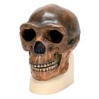 Rêplique de crâne d'Homo erectus pekinensis (Weidenreich, 1940), 1001293 [VP750/1], Evolution