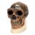 Rêplique de crâne d'Homo erectus pekinensis (Weidenreich, 1940), 1001293 [VP750/1], Evolution (Small)
