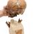 Rêplique de crâne d'Homo neanderthalensis (La Chapelle-aux-Saints 1), 1001294 [VP751/1], Evolution (Small)