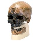 Rêplique de crâne d'Homo sapiens (Crô-Magnon), 1001295 [VP752/1], Anthropologique Skulls