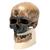 Rêplique de crâne d'Homo sapiens (Crô-Magnon), 1001295 [VP752/1], Anthropologique Skulls (Small)