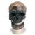 Rêplique de crâne d'Homo sapiens (Crô-Magnon), 1001295 [VP752/1], Evolution (Small)