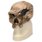 Rêplique de crâne d'Homo steinheimnensis (Berkhemer, 1936), 1001296 [VP753/1], Anthropologique Skulls