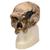 Rêplique de crâne d'Homo steinheimnensis (Berkhemer, 1936), 1001296 [VP753/1], Anthropologique Skulls (Small)