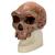 Rêplique de crâne d'Homo rhodesiensis (Broken HillŸ Woodward, 1921), 1001297 [VP754/1], Anthropologique Skulls (Small)