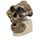 Rêplique de crâne d'Australopithecus boisei (KNM-ER 406 + Omo L7A-125), 1001298 [VP755/1], Anthropologique Skulls