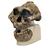 Rêplique de crâne d'Australopithecus boisei (KNM-ER 406 + Omo L7A-125), 1001298 [VP755/1], Evolution (Small)