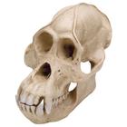 Crâne d'un orang-outang (Pongopygmaeus), mâle, rêplique, 1001300 [VP761/1], Anthropologie biologique
