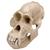 Crâne d'un orang-outang (Pongopygmaeus), mâle, rêplique, 1001300 [VP761/1], Anthropologie biologique (Small)