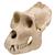 Crâne d'un gorille (Gorilla gorilla), mâle, rêplique, 1001301 [VP762/1], Anthropologie biologique (Small)