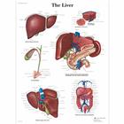 The Liver, 1001544 [VR1425L], Système métabolique