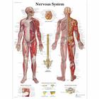 Nervous System, 4006710 [VR1620UU], Cerveau et système nerveux