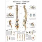 La colonne vertébrale, Anatomie et pathologie, 4006739 [VR2152UU], système Squelettique