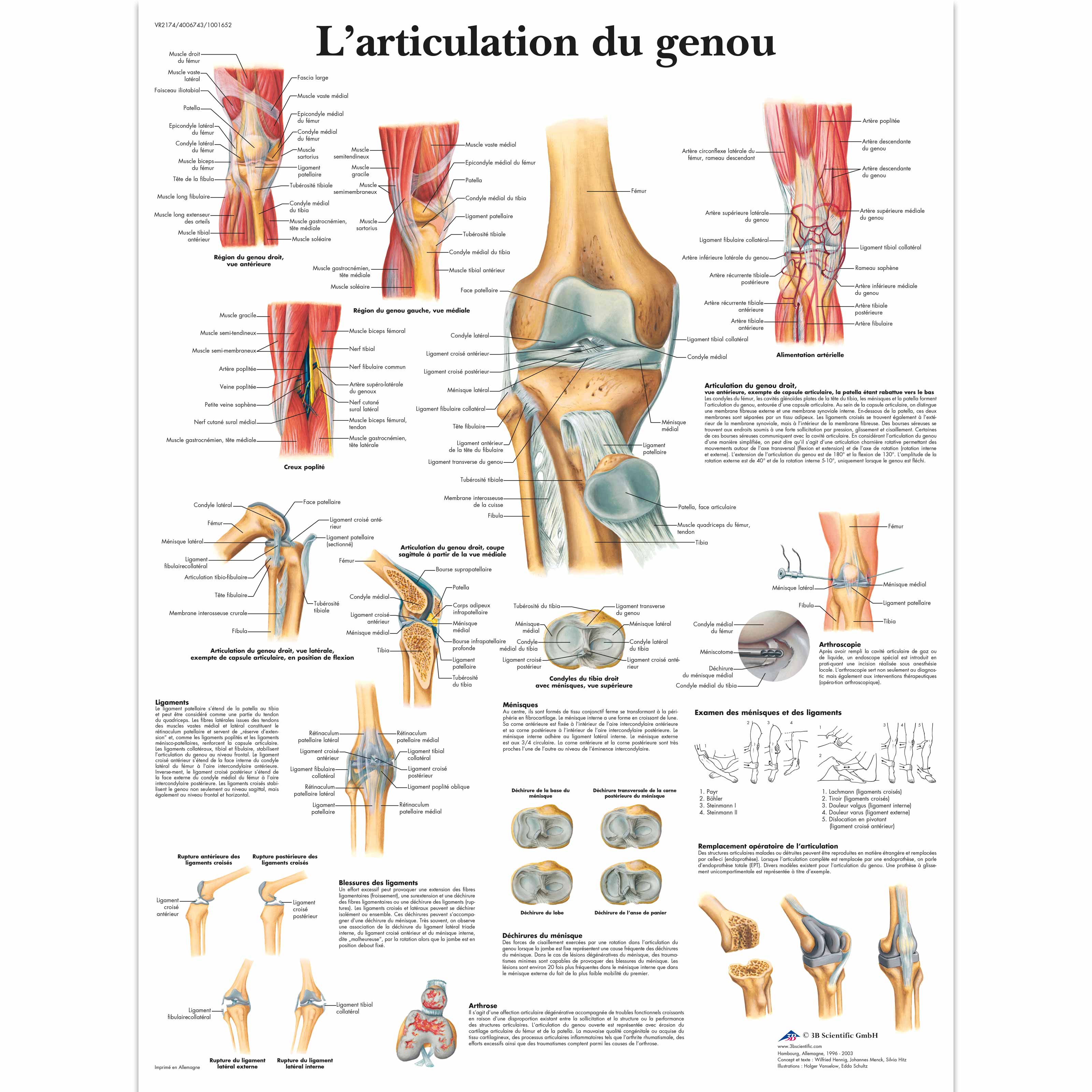 Les Articulations Du Corps Humain Pdf L'articulation du genou - 4006743 - VR2174UU - système Squelettique