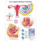 Les organes génitaux féminins, 4006784 [VR2532UU], Gynécologie


