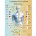  Le système nerveux végétatif, 4006791 [VR2610UU], Cerveau et système nerveux