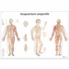 Acupuncture corporelle, 1001795 [VR2820L], Modèles
